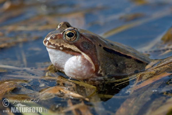 Grenouille rousse