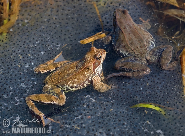 Grenouille rousse