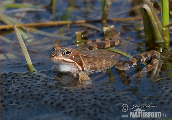 Grenouille rousse