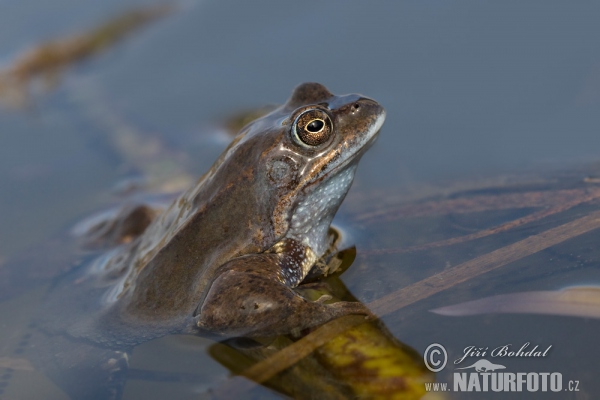 Grenouille rousse