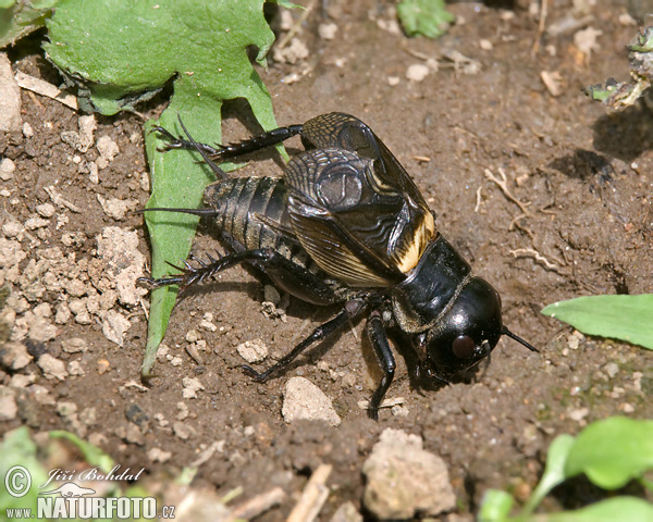 Grilo-do-campo