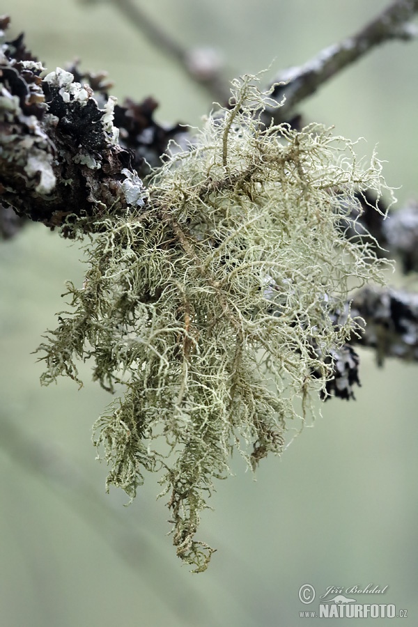 Grisley Beard Lichen (Usnea hirta)