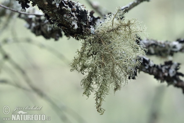 Grisley Beard Lichen (Usnea hirta)