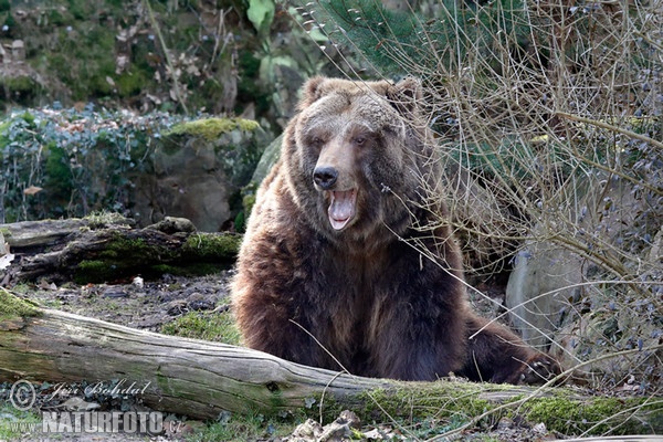 Griza urso