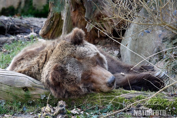 Grizzly Bear (Ursus arctos horribilis)