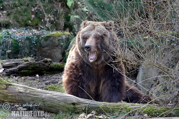 Grizzly Bear (Ursus arctos horribilis)