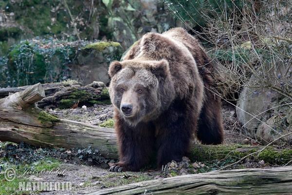 Grizzly Bear (Ursus arctos horribilis)