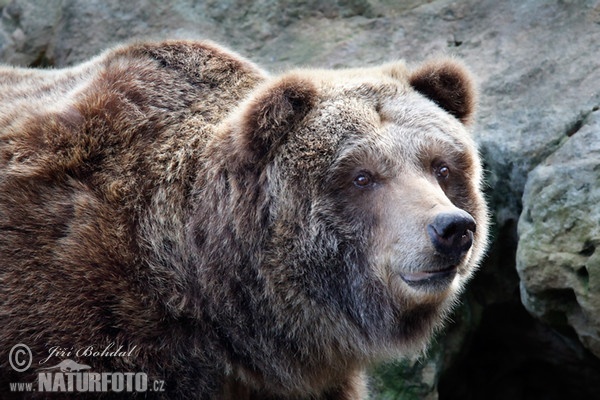 Grizzly Bear (Ursus arctos horribilis)