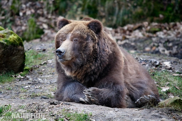 Grizzly Bear (Ursus arctos horribilis)