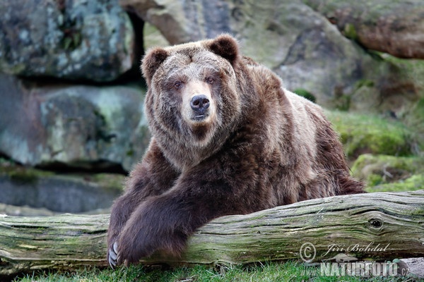 Grizzly Bear (Ursus arctos horribilis)