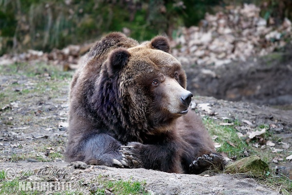 Grizzly Bear (Ursus arctos horribilis)