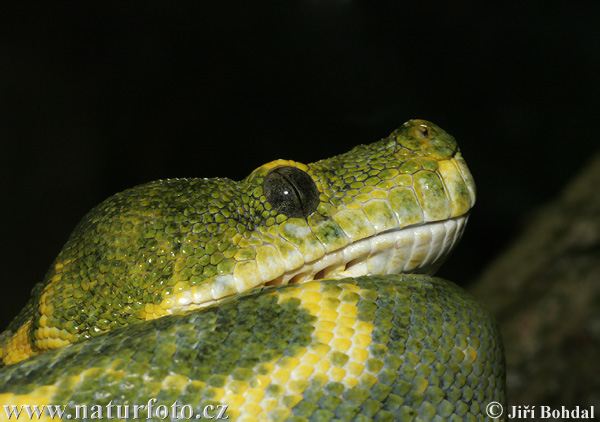 Groene boompython