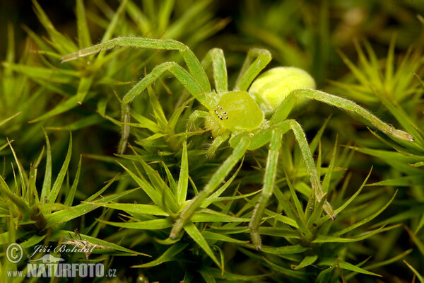 Groene jachtspin