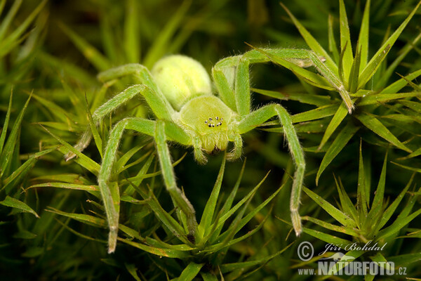 Groene jachtspin