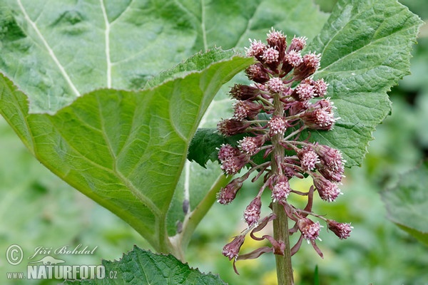 Groot hoefblad