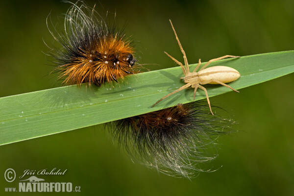 Grote beer vlinder