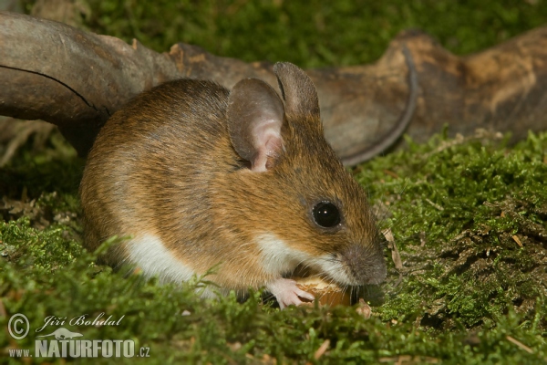 Grote bosmuis