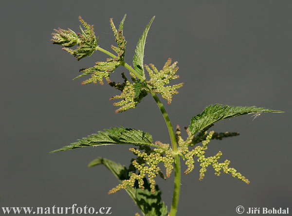 Grote brandnetel