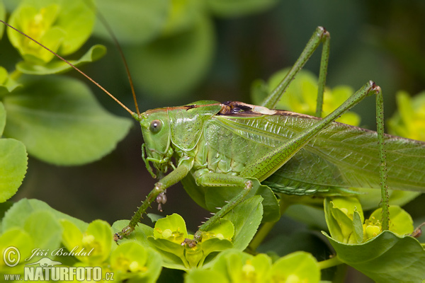 Grote groene sabelsprinkhaan