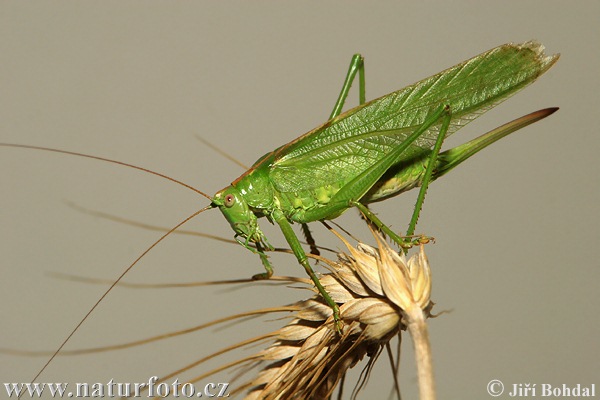 Grote groene sabelsprinkhaan