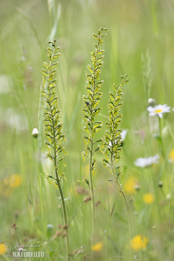 Grote keverorchis