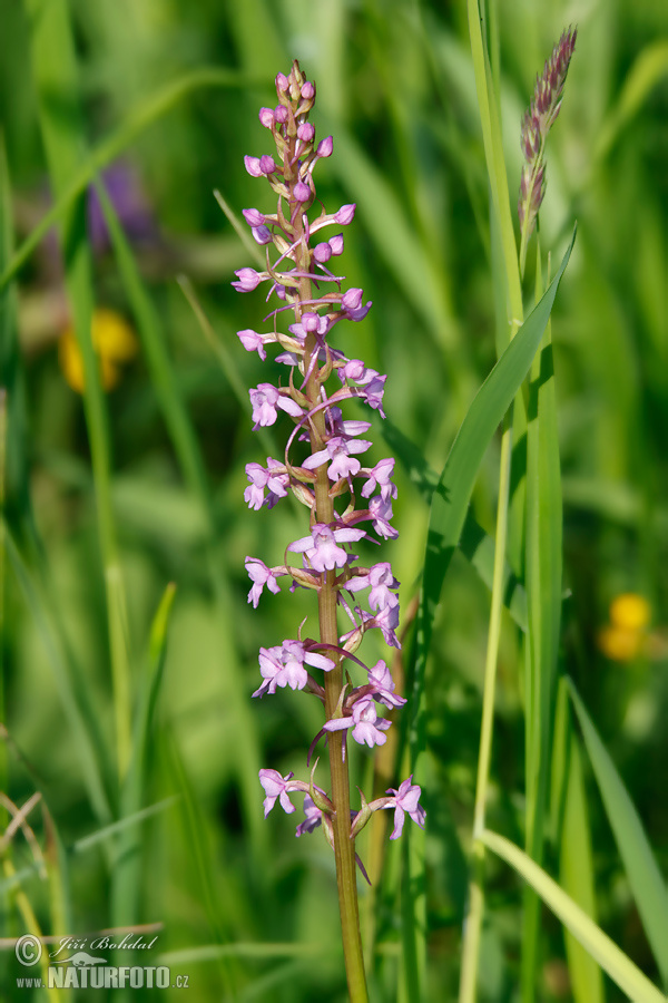 Grote muggenorchis