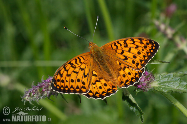 Grote parelmoervlinder