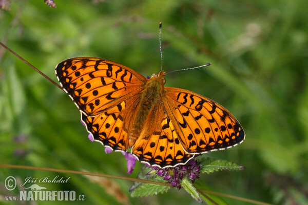 Grote parelmoervlinder