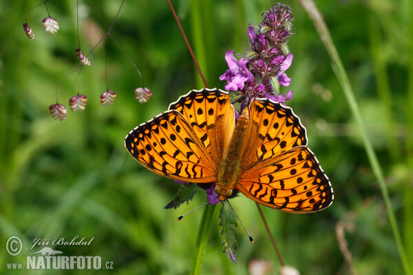 Grote parelmoervlinder