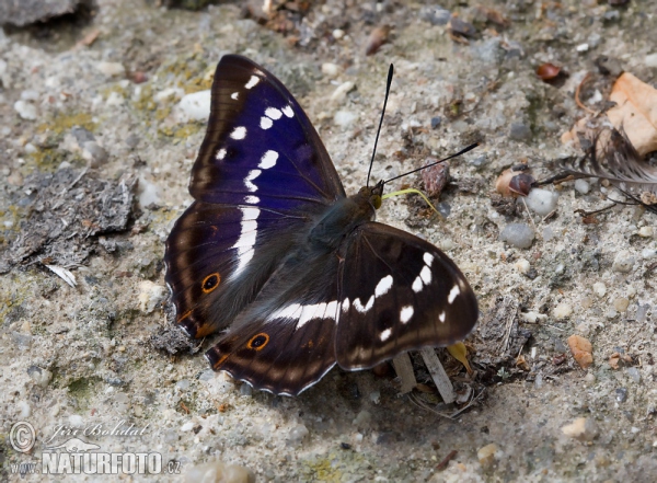 Grote weerschijnvlinder