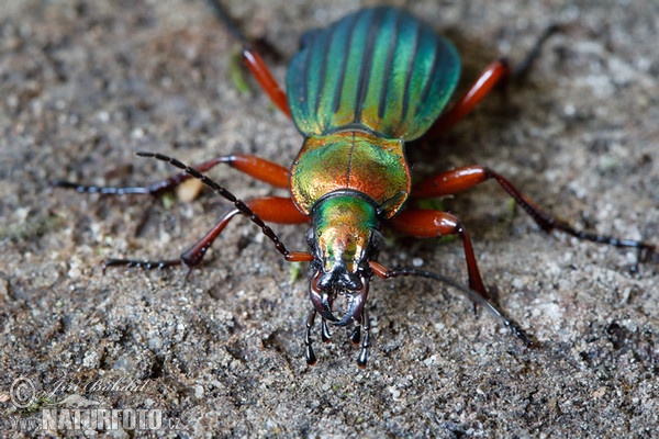 Ground Beetle (Carabus auronitens)