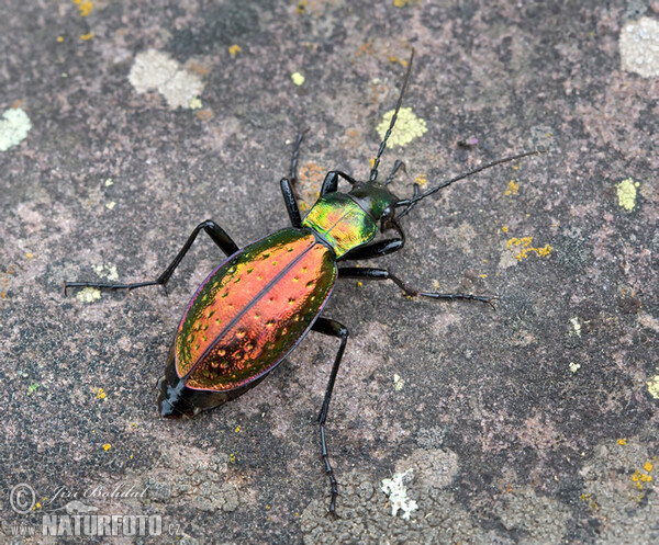 Ground Beetle (Carabus rutilans)