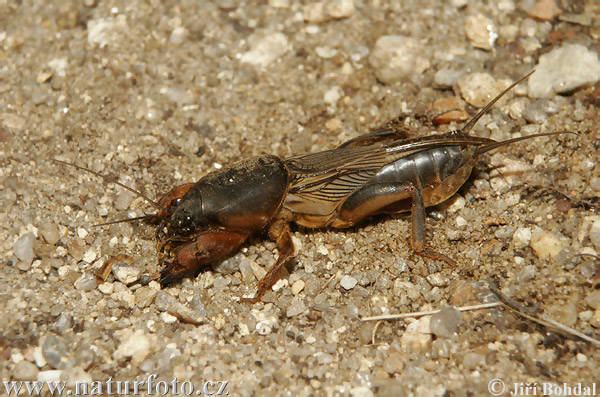 Gryllotalpa gryllotalpa