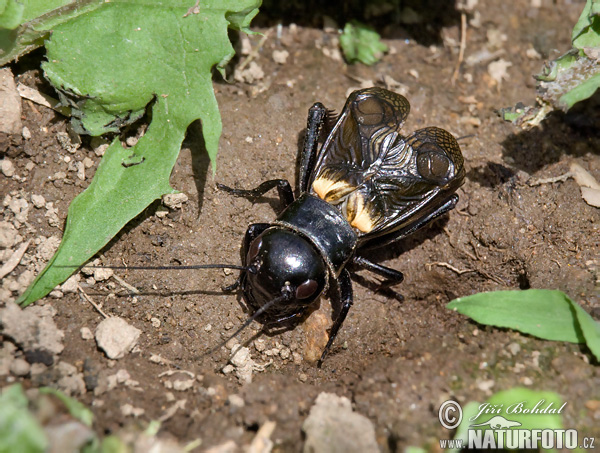 Gryllus campestris