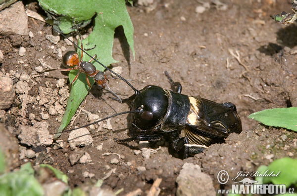 Gryllus campestris