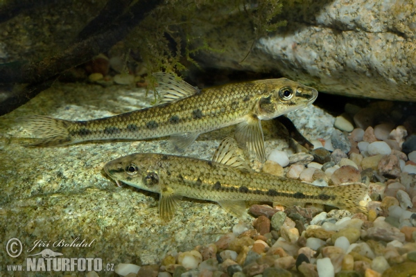 Gudgeon (Gobio gobio)