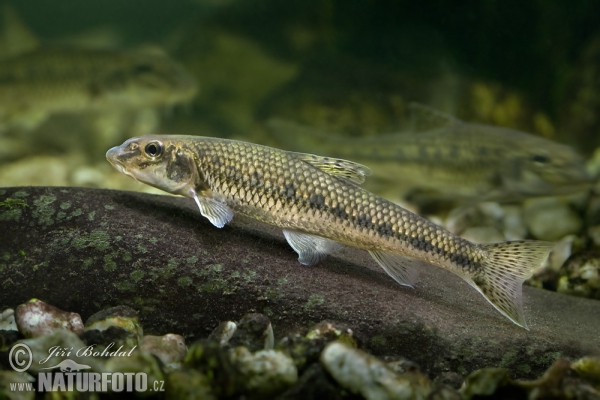 Gudgeon (Gobio gobio)