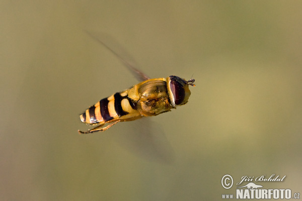 Gul solblomfluga