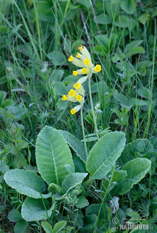 Gulden sleutelbloem