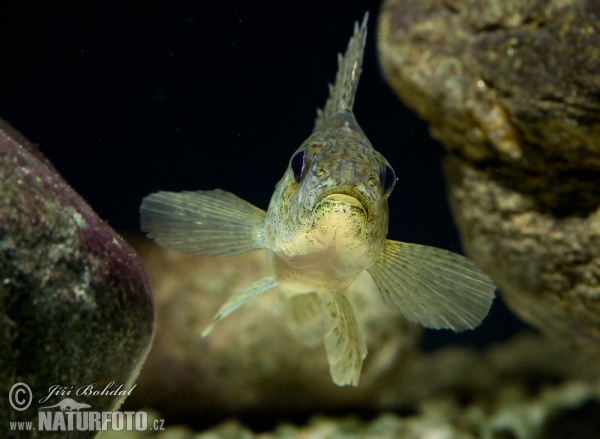 Gymnocephalus cernuus