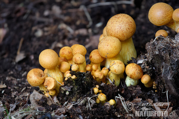 Gymnopilus spectabilis