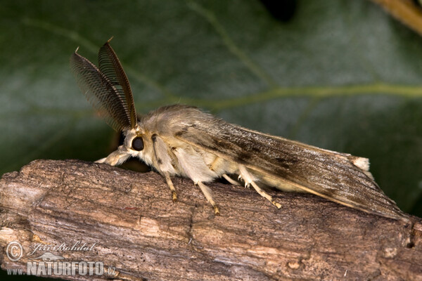 Gypsy Moth (Lymantria dispar)