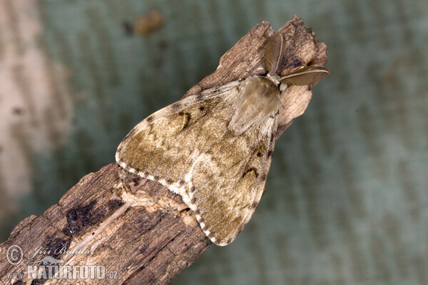 Gypsy Moth (Lymantria dispar)