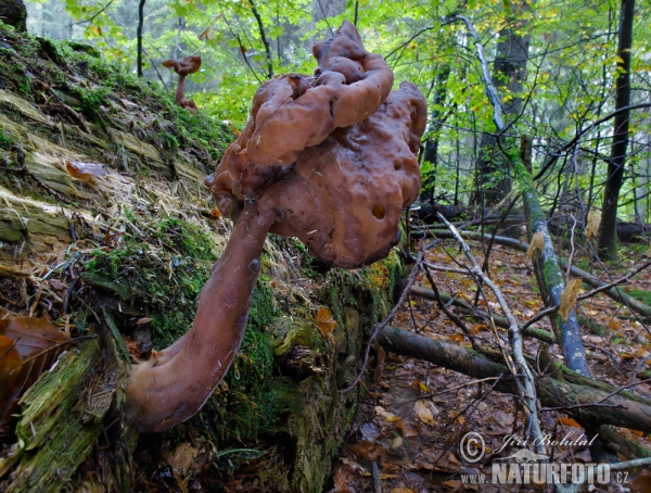 Gyromitra infula