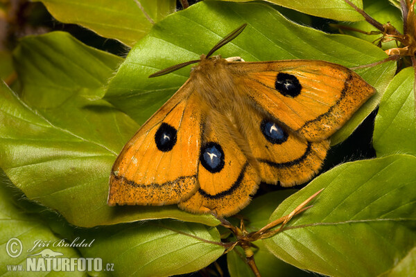 Hachette papillon