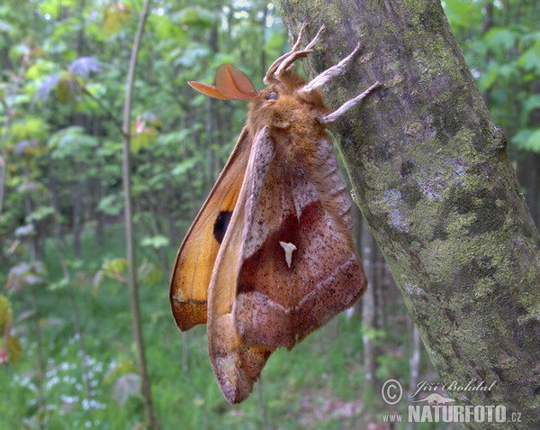 Hachette papillon