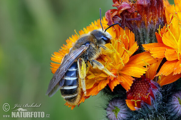 Halicte Quatre-Bandes (Halictus quadricinctus)