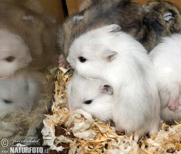 Hamster kerdil putih Rusia