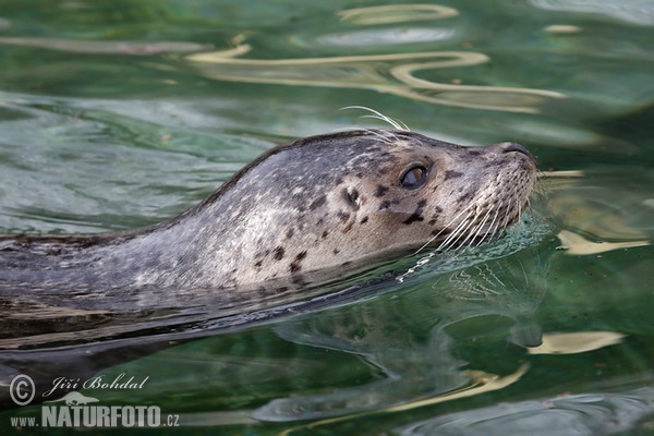 Harbor Seal (Phoca vitulina)