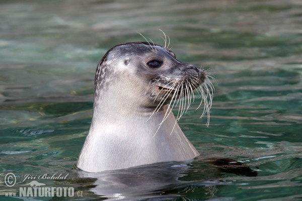 Harbor Seal (Phoca vitulina)